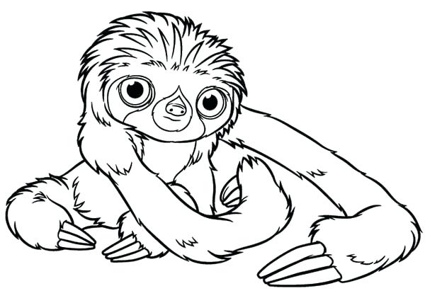 600x428 Minimalist Sloth Coloring Page Online