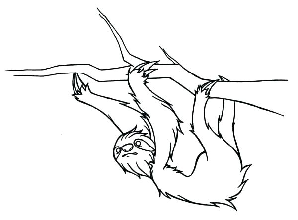 600x443 New Sloth Coloring Page Best