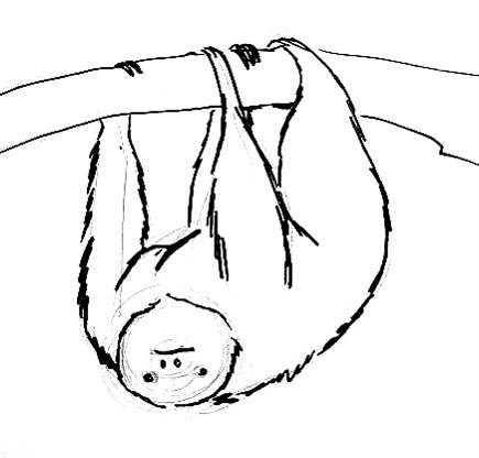 435x416 How To Draw A Sloth Pictures To Pin