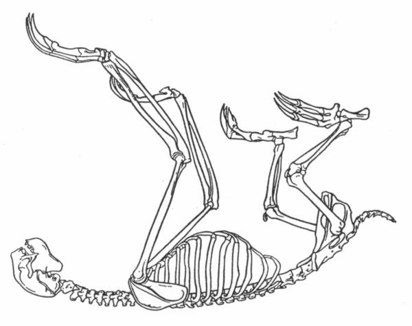 600x474 What Does It Mean To Be A Sloth