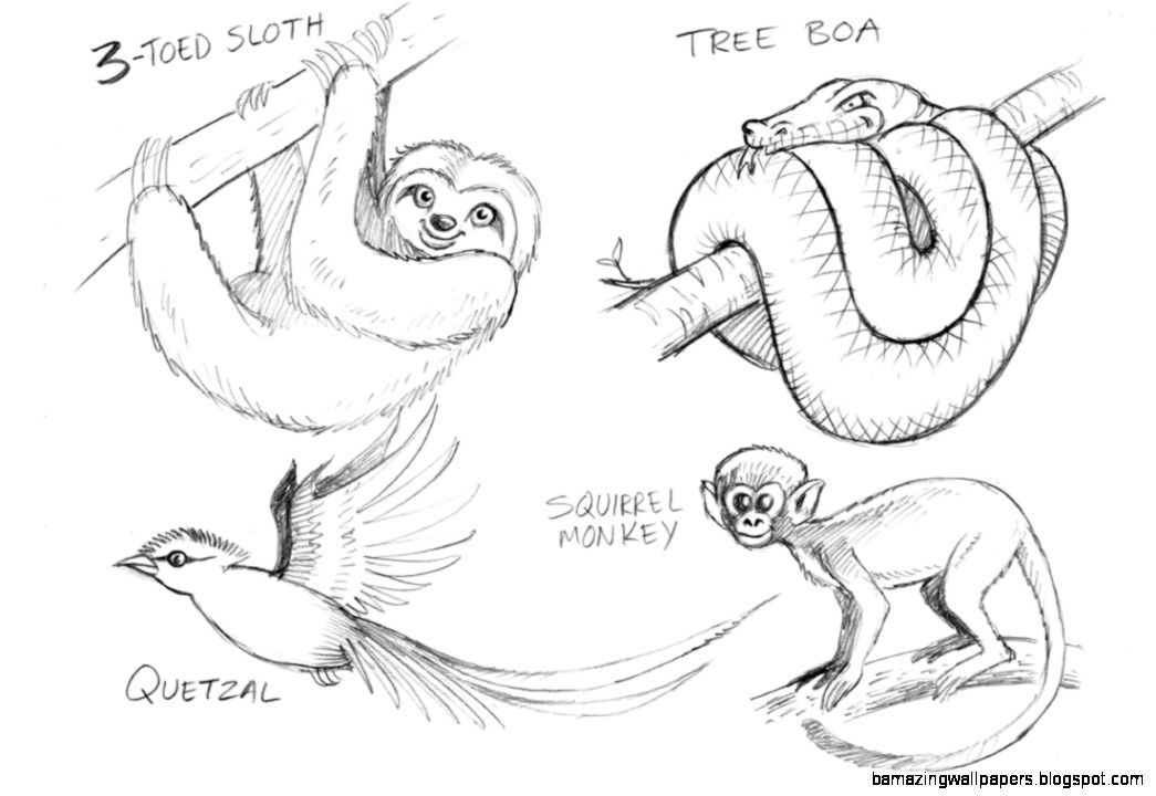 1045x720 Easy Cute Animal Drawings In Pencil Amazing Wallpapers