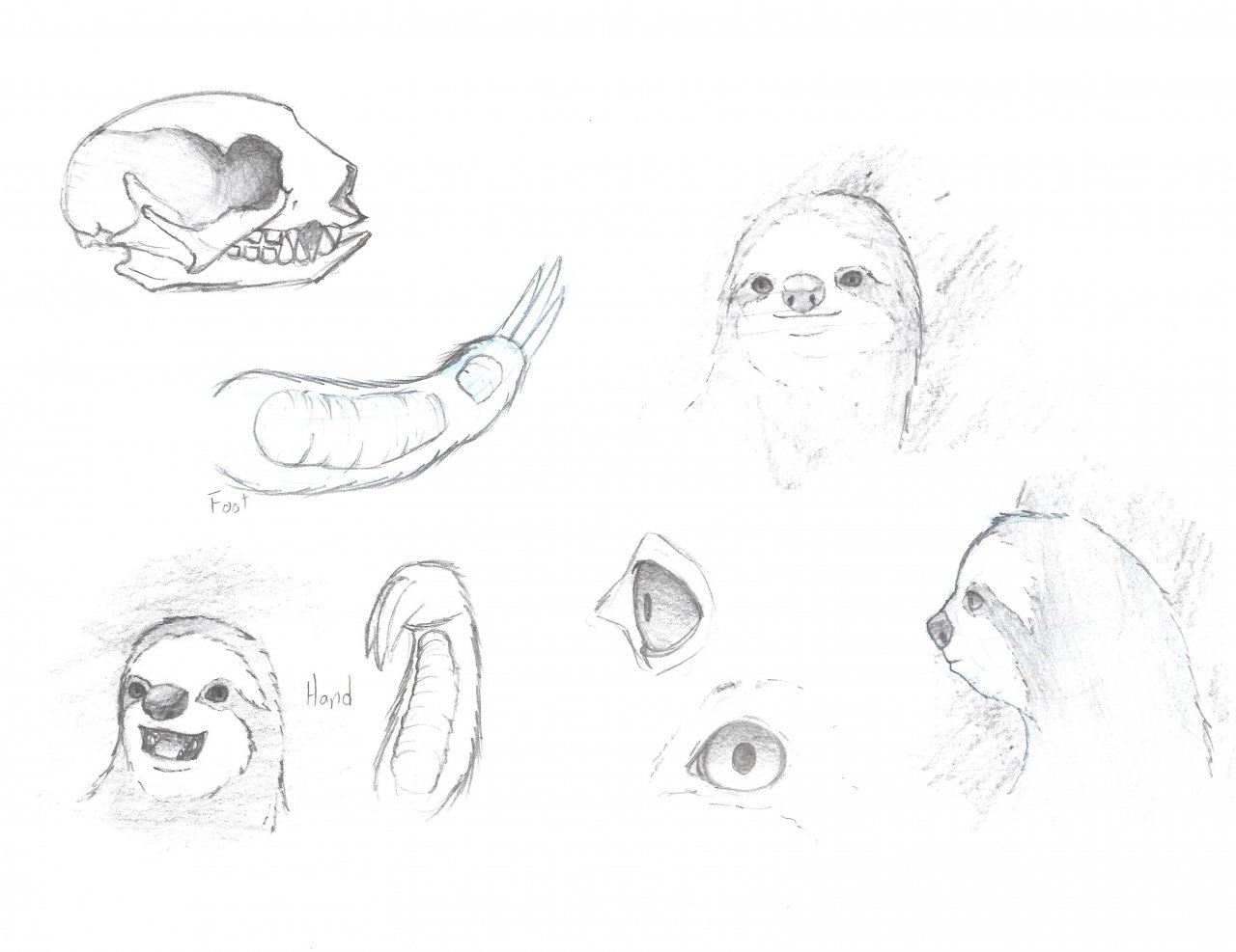 1280x987 Sloth Sketches By Gozob By Sloths Of Fa