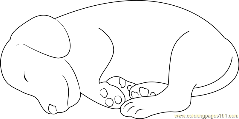 800x400 Small Dog Sleeping Coloring Page