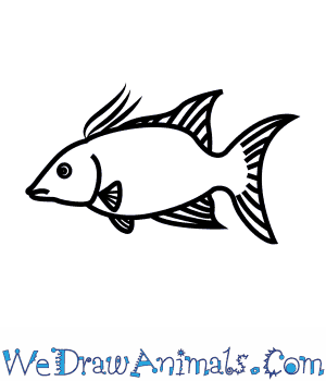 300x350 How To Draw A Hogfish