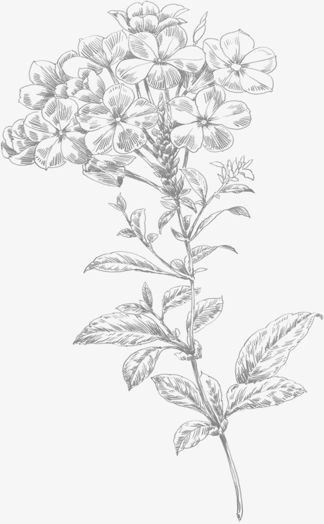 650x1051 Line Drawing Small Flowers, Hand Painted, Little Flower, Line