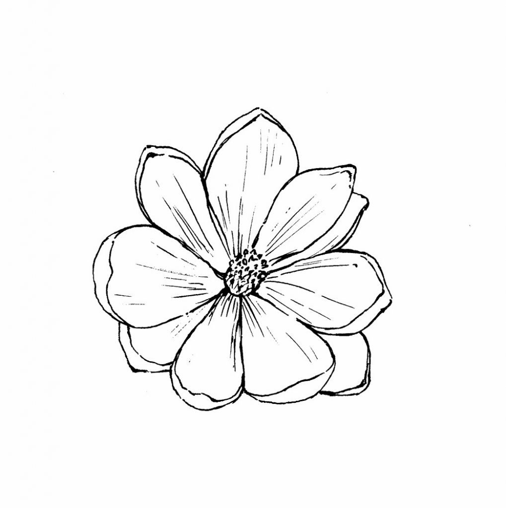 1019x1024 Zinnia Flower Drawing Tropical Zinnia Flower Blossom Botanical