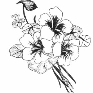 300x300 Adult How To Draw Simple Flowers How To Draw Simple Flowers