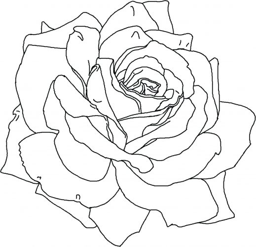 519x500 Coloring Pages ~ Flower Coloring Pages Printable Hard For Girls