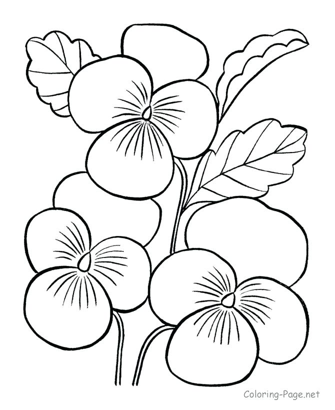 670x820 Jasmine Flower Coloring Pages Genesisar.co