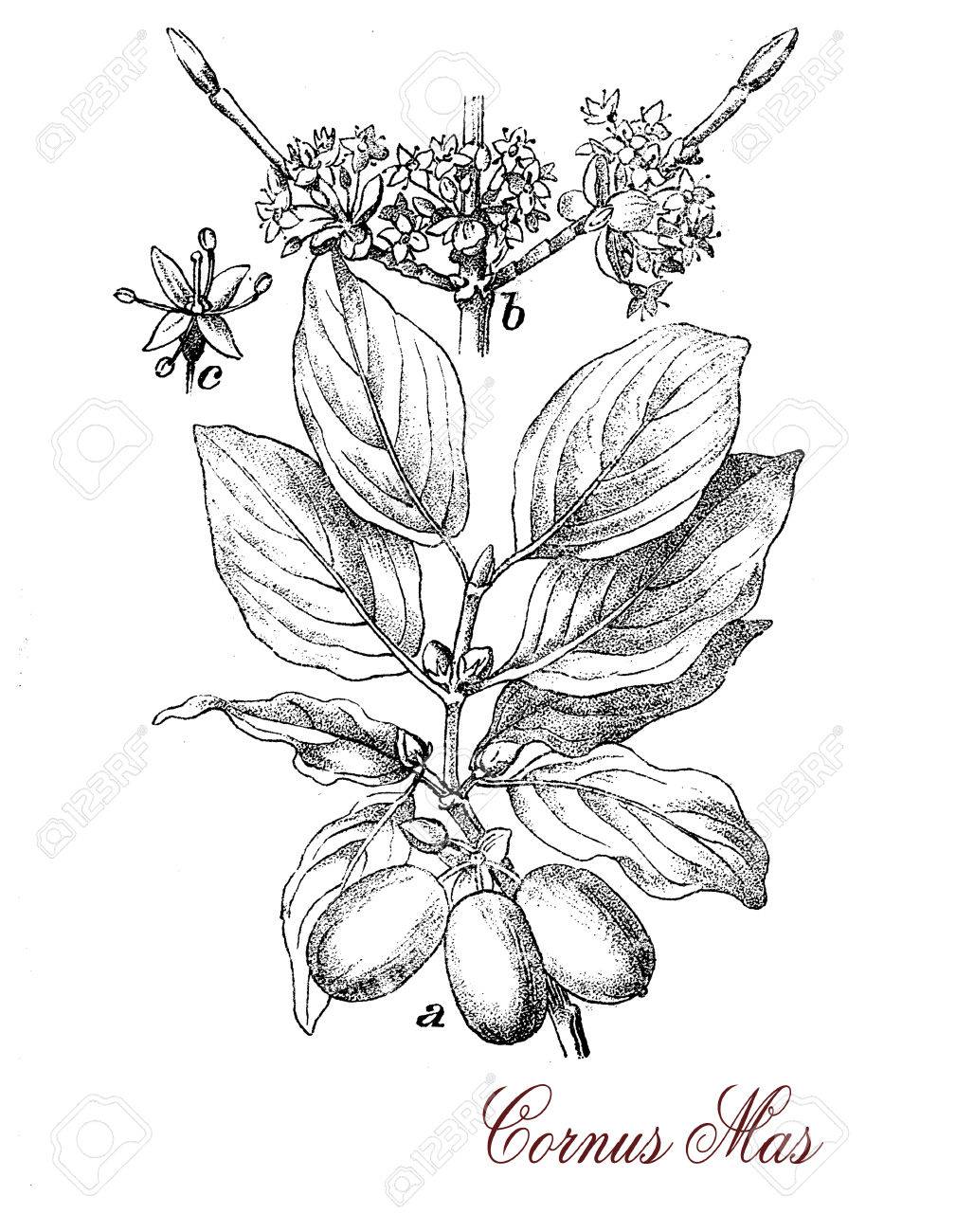 1028x1300 Cornelian Cherry Is A Flowering Plant With Yellow Cluster