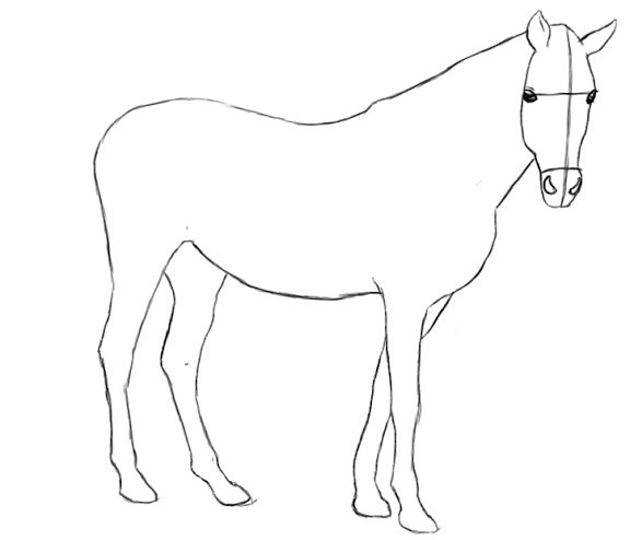 576x494 How To Draw A Horse
