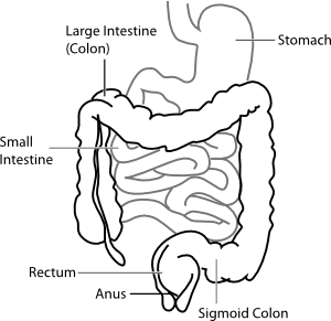 300x291 Intestine Diagram Clip Art