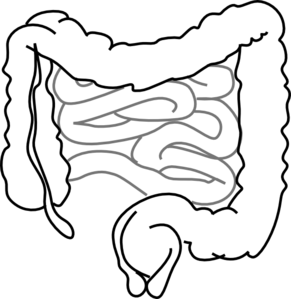 291x299 Intestines Clip Art
