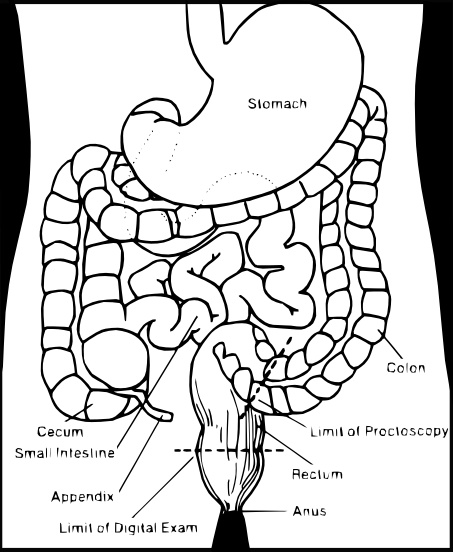 Small Intestine Drawing at GetDrawings | Free download