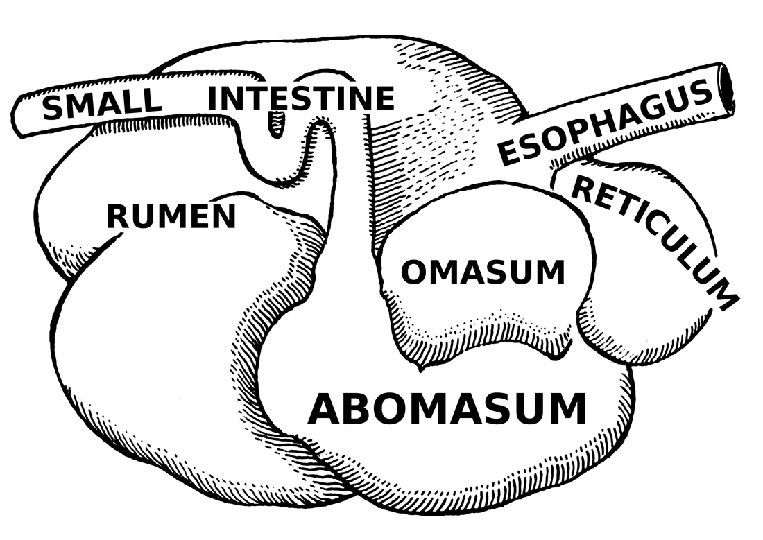 1100x779 Digestive System