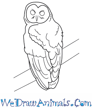 300x350 How To Draw A Spotted Owl