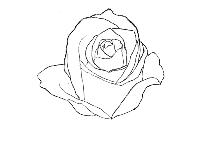 800x600 How To Draw A Rose
