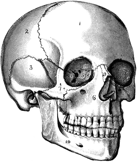 271x320 The Skull Clipart Etc