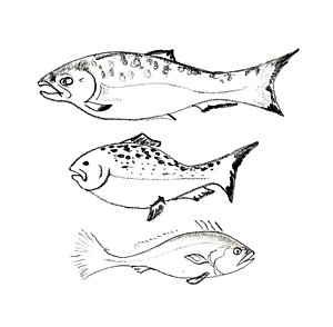 300x294 Ichthyology Drawings Fine Art America
