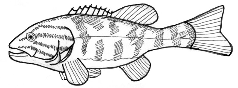 800x298 Smallmouthbass Explore Smallmouthbass