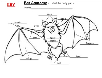 350x269 Bat Anatomy Label Body Parts
