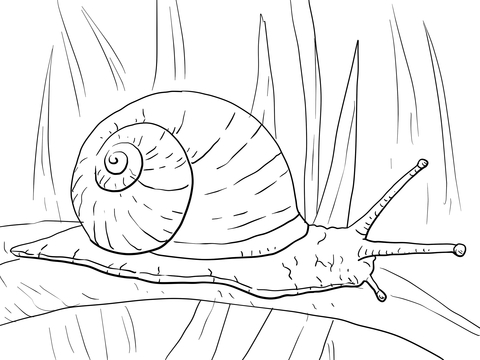 480x360 Garden Snail Coloring Page Free Printable Coloring Pages