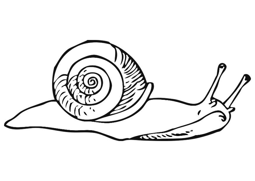 875x620 Coloring Page Snail