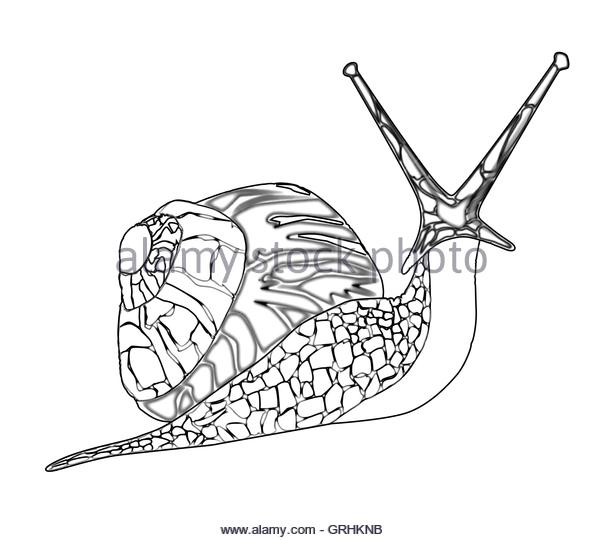 602x540 Snail Shell Stock Vector Images