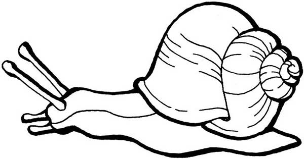 600x315 Snail Printout