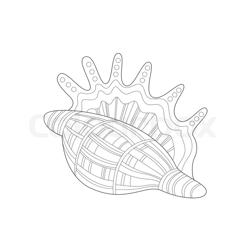 800x800 Lambis Snail Shell Sea Underwater Nature Adult Black And White