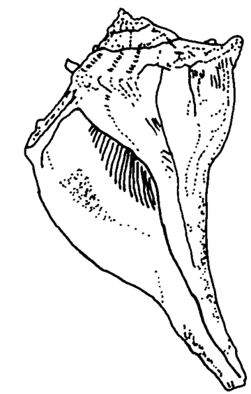 360x565 Richards Seashells