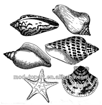 339x350 Sea Snail Shell Paintingsea Shells For Painting