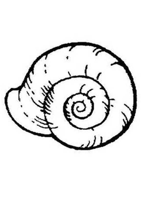 600x850 Seashell Coloring Page