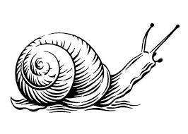 266x190 Risultati Immagini Per Picture Of Snail For Children To Colour