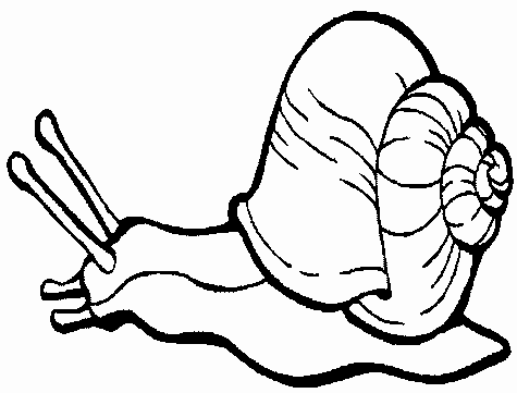 475x361 Snail Coloring Page
