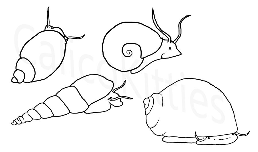 900x529 Snails The Good, The Bad, And The Adorable My Aquarium Club