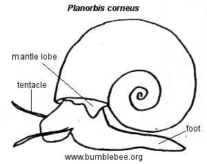 300x237 Freshwater Snails