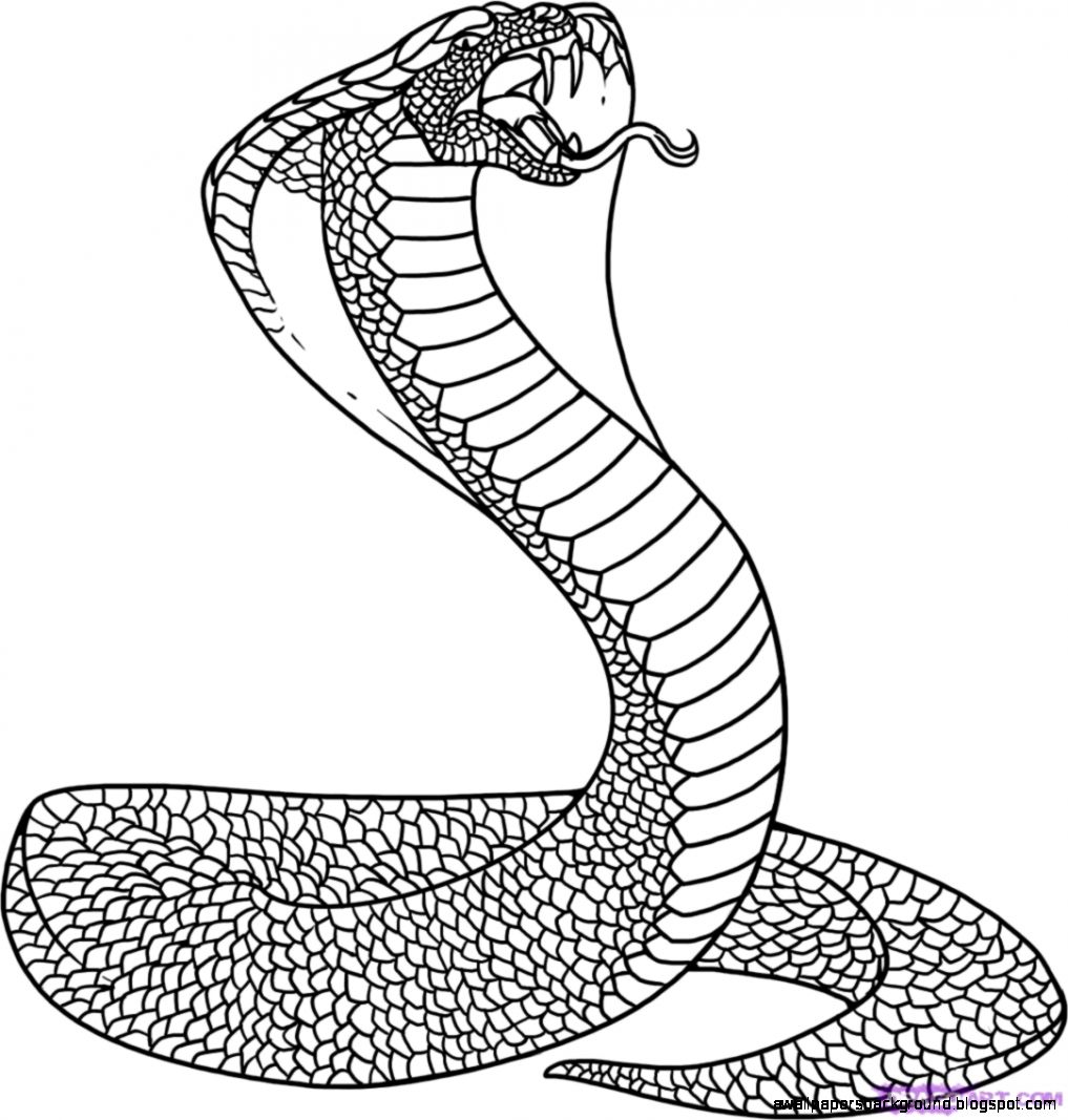 1017x1067 Cobra Snake Drawings Wallpapers Background