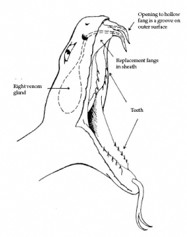 268x339 Rattlesnakes And Their Control