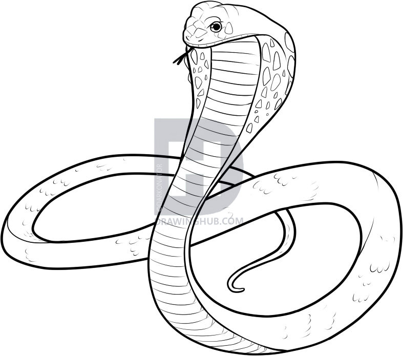 787x695 How To Draw A King Cobra, Step By Step, Drawing Guide, By