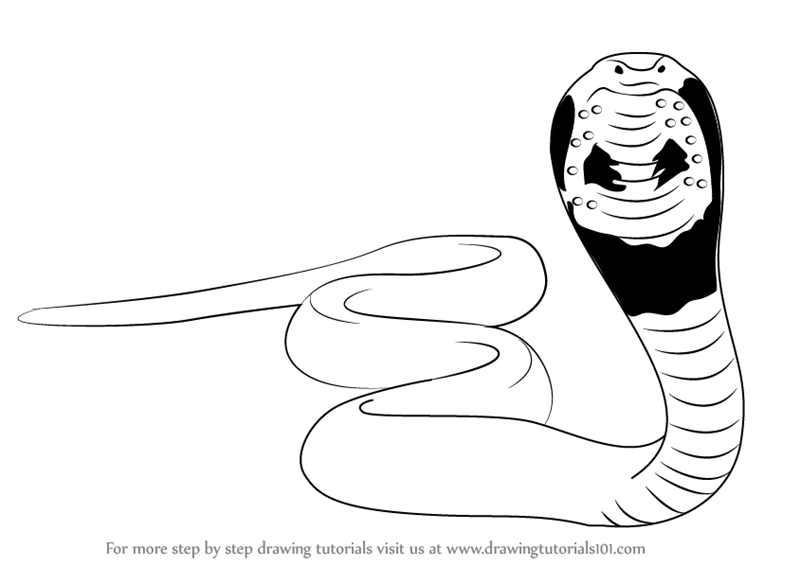 800x566 Learn How To Draw A Snake (Snakes) Step By Step Drawing Tutorials