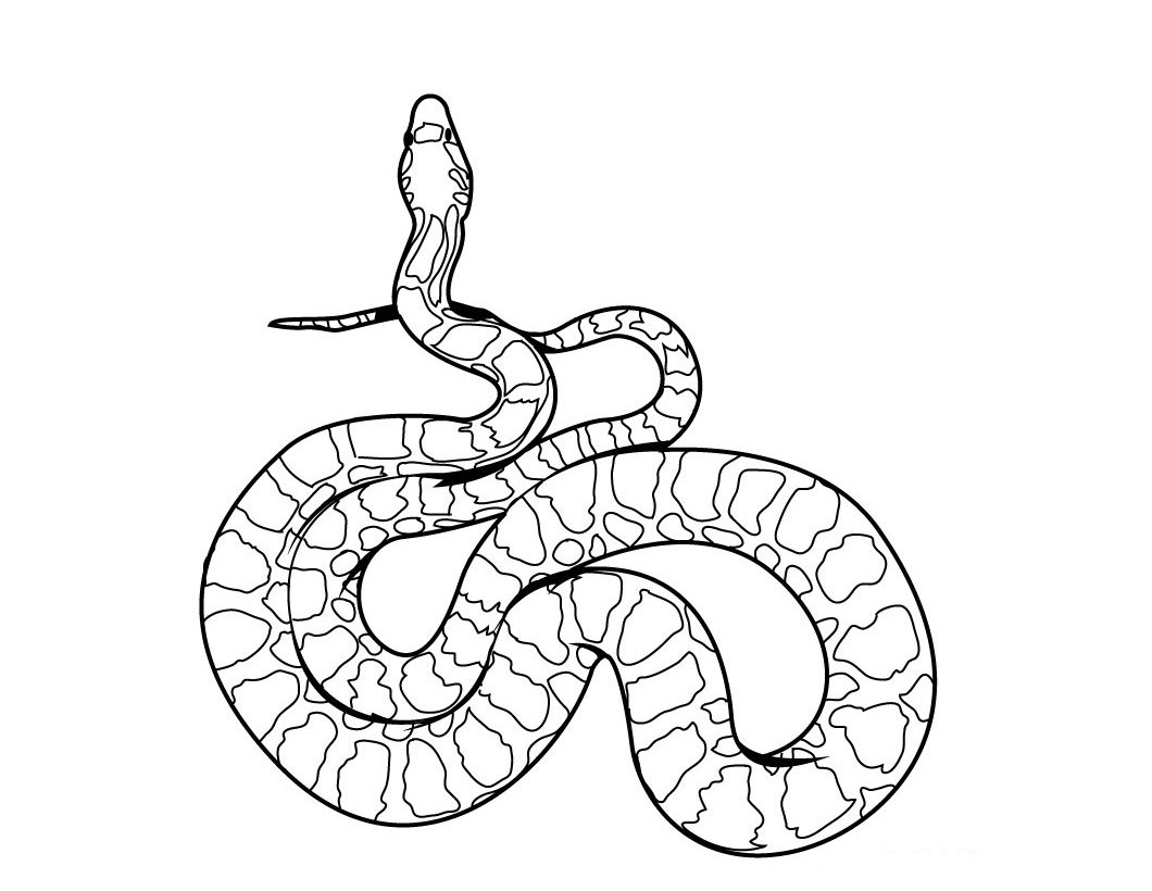 1060x820 Reptile Snake Color Pages For Kids Free Coloring Pages For Kids