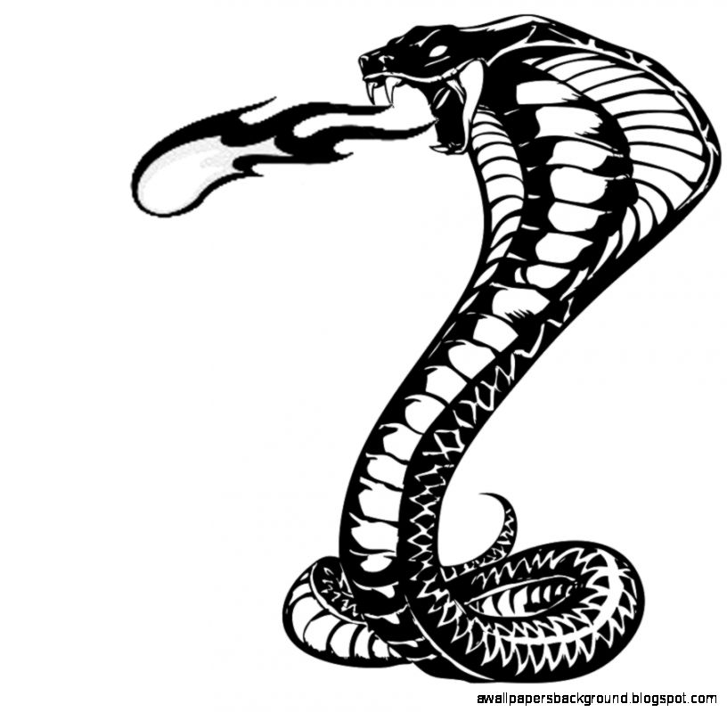 816x799 Cobra Snake Drawings Wallpapers Background