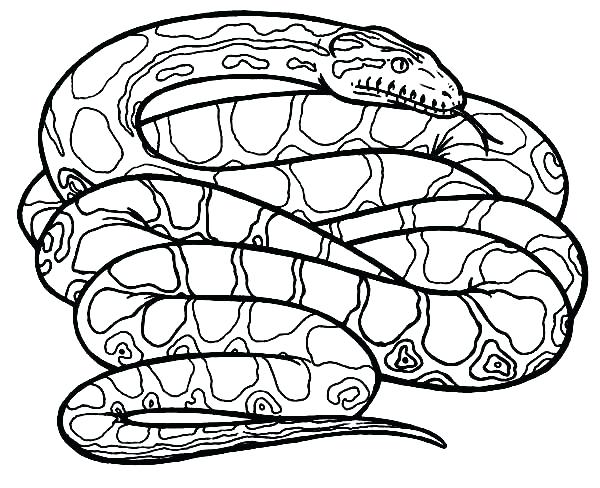 600x488 Coloring Pages Snakes Synthesis.site