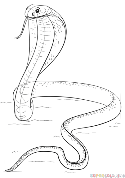 403x575 How To Draw A King Cobra Step By Step Drawing Tutorials
