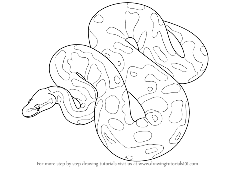 800x569 Snake Drawings Step By Step