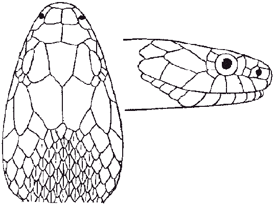 536x401 Romanian Animals