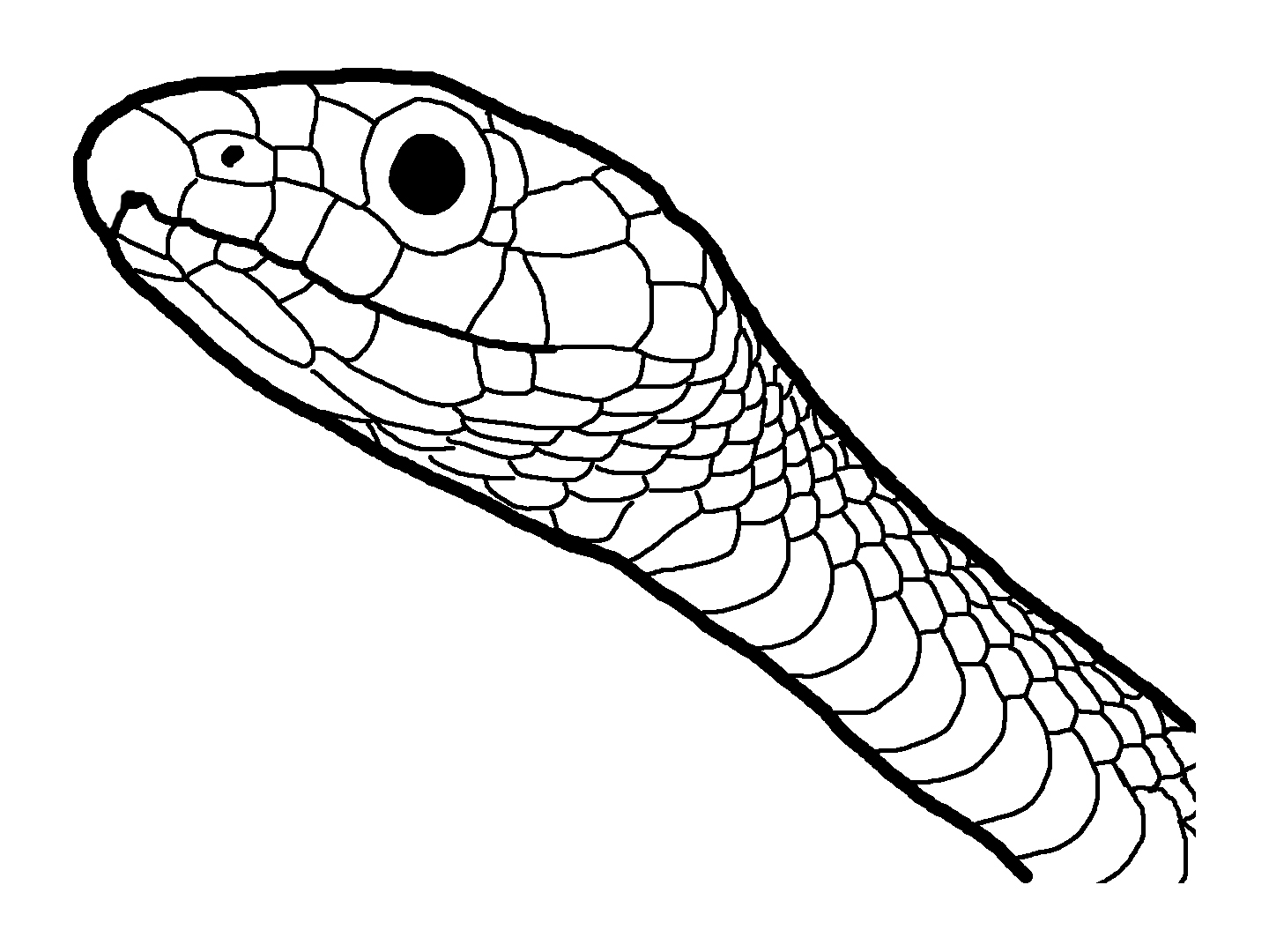 1440x1080 Green Snake Coloring Pages