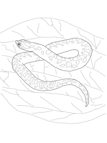 360x480 Hognose Snake Coloring Page Free Printable Coloring Pages