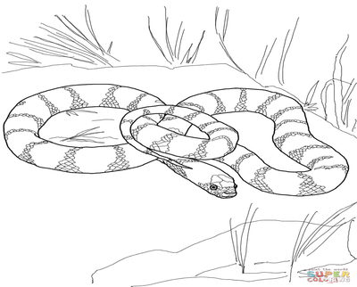 400x322 Snake Coloring Pages Page Image Clipart Images
